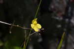 Zigzag bladderwort